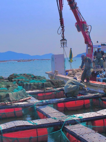 高品質で新鮮な鮑をお届け