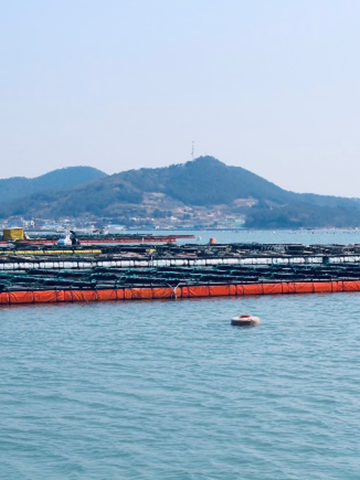 高品質で新鮮な鮑をお届け