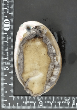 活きあわびサイズ：60～70g