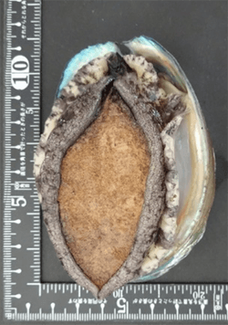 活きあわびサイズ：80～90g