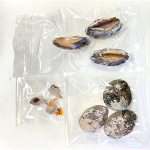 韓国産　ボイルセパレートあわび【身・殻・肝　別梱包】