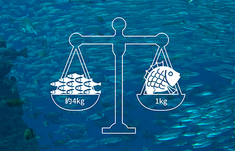 真鯛養殖1kgにおける飼料原料量